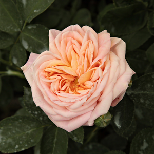 Szkółka róż - róże pnące ramblery - żółty  - Rosa  Alchymist® - róża z dyskretnym zapachem - Reimer Kordes - Alchymist można hodować także na całkowicie zacienionych ścianach.